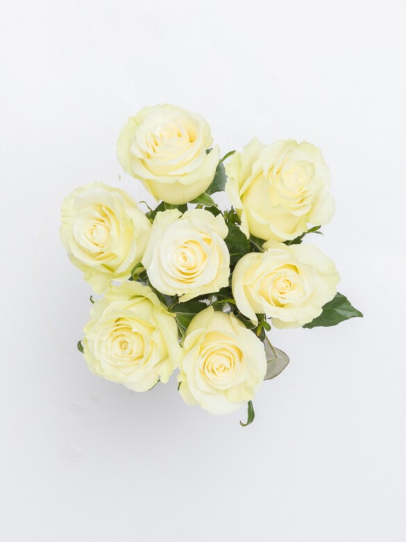 A top view of Petite Josephine, 7 Premium White Roses displayed in a small glass vase. It is a charming small floral arrangement for everyday gestures.
