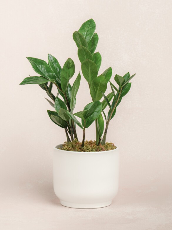 ZZ Plant