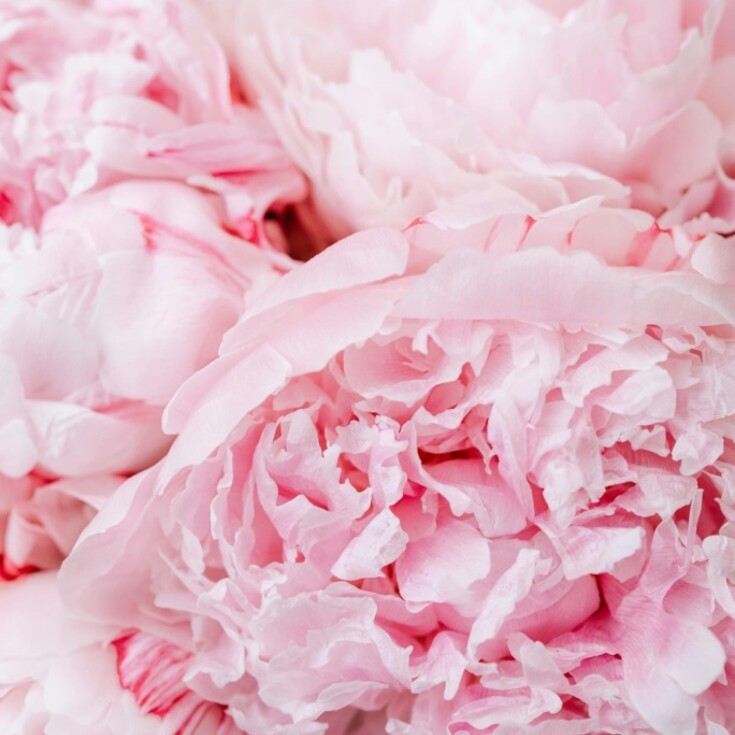 Best flowers to gift the Pisces are water lily, peonies and tulips.