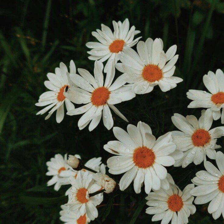 Daisies are a great flower gift for Virgos.