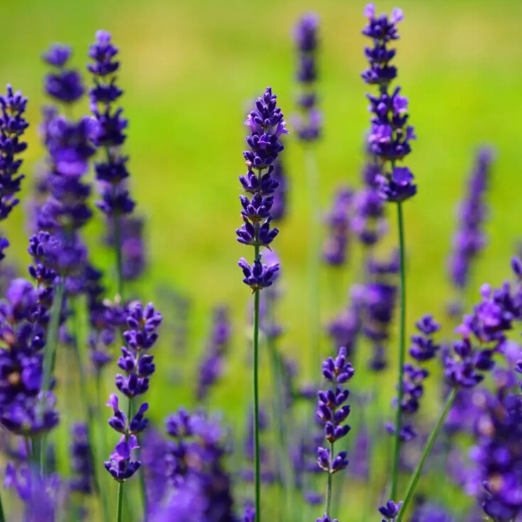 Flower that represents Gemini