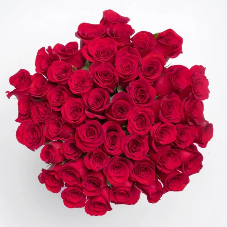 Luxurious bouquet of 50 Red Freedom roses, the ultimate romantic gesture.