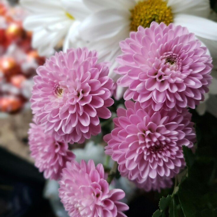 The chrysanthemum stands out as Virgo’s signature flower.