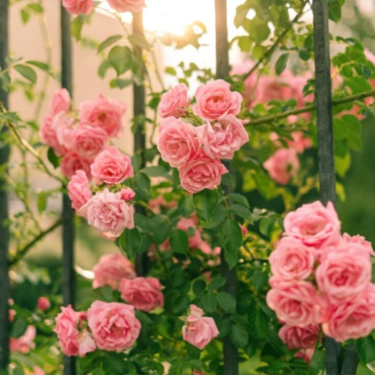 Cancer's favorite birth flowers.