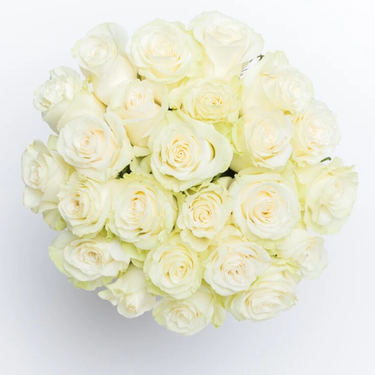 36 White Mondial roses with creamy petals and signature green ruffled edges.