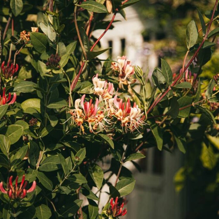 Red honeysuckle as Aries main zodiac flower.