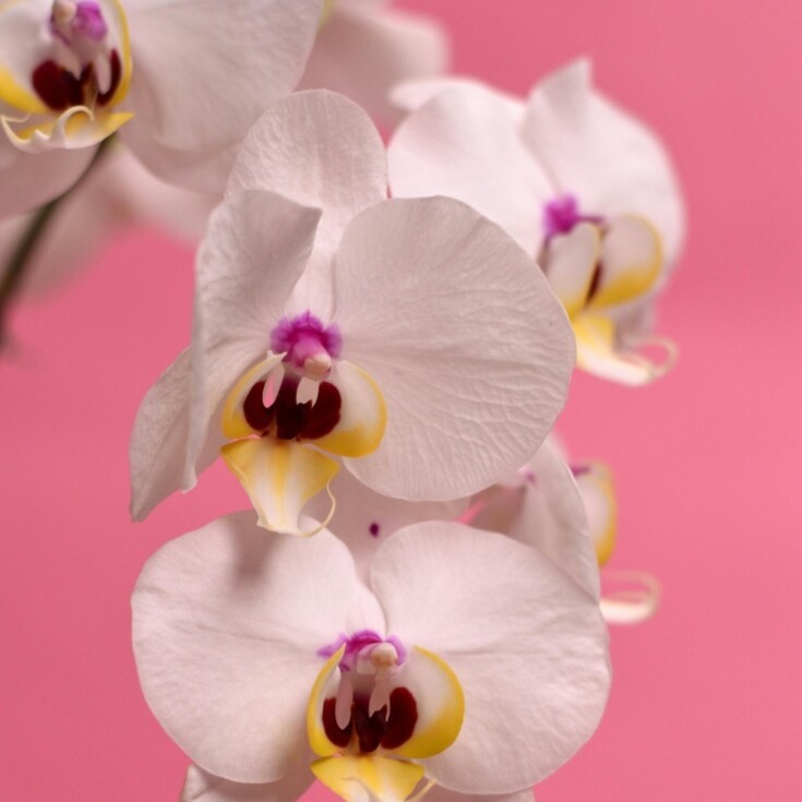 The orchid stands out as Aquarius's perfect match.