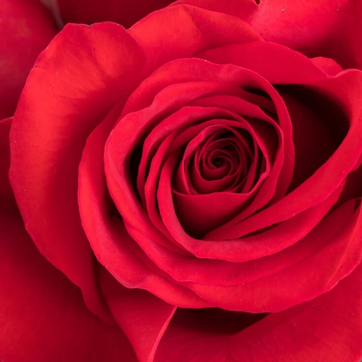 Close-up of Amour’s Red Freedom rose, a luxurious romantic rose.