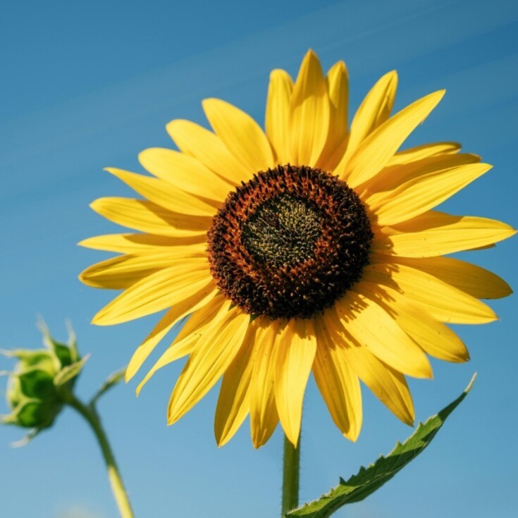 The best flowers for the Leo zodiac sign.