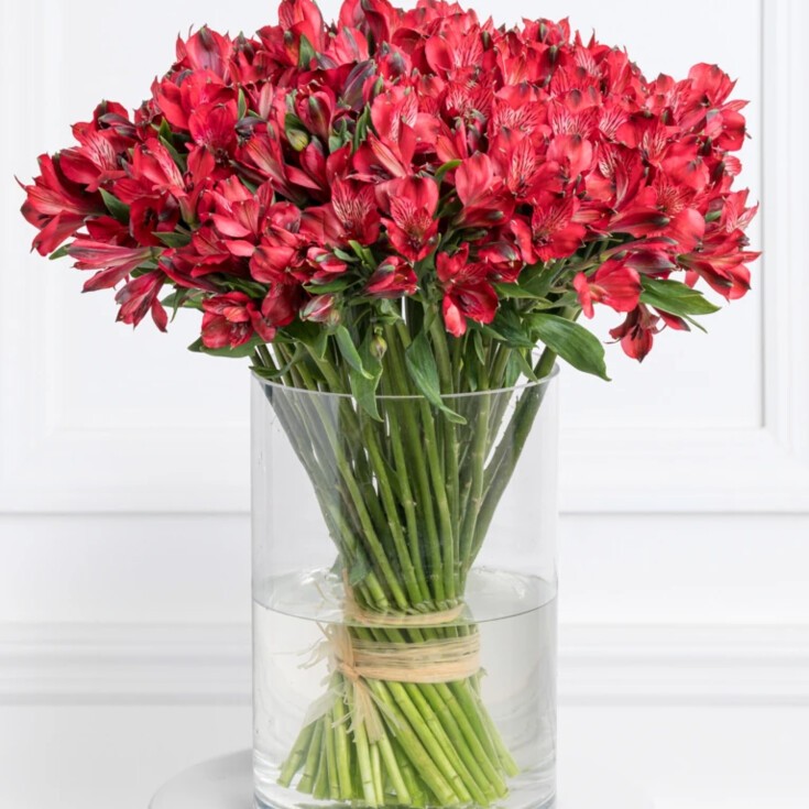 Red alstroemeria is perfect flower gift for Sagittarius, matching its personality characteristics and favorite color.