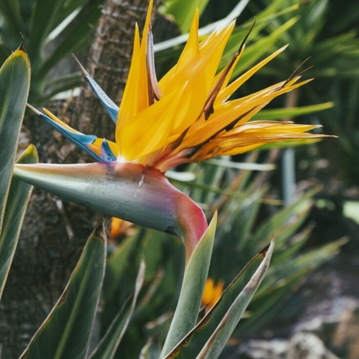 The Bird of Paradise flower matches great with Aquarius's personality.
