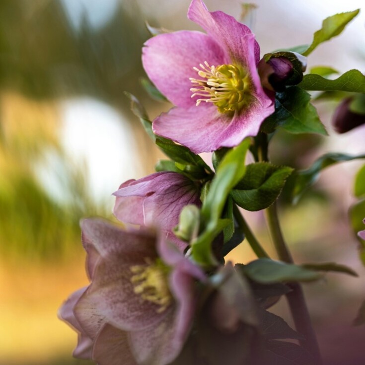 Capricorn love winter flowers like hellebores.