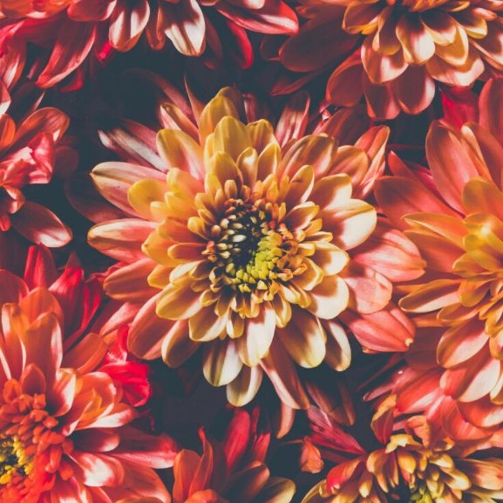 Flowers that represents Leo's personality.
