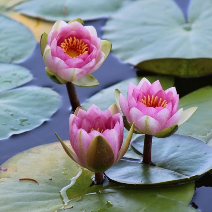 The water lily goes the best with Pisces’ personality.