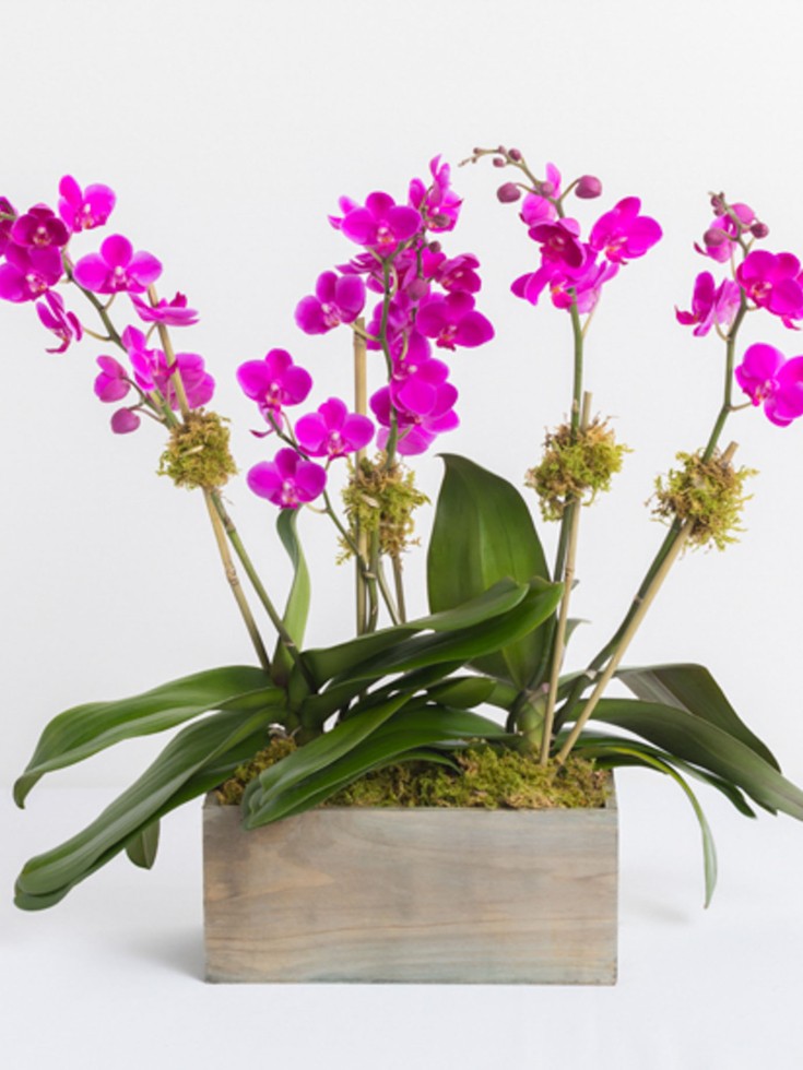 Orchidée Phalaenopsis (avec cache-pot) – ABACA Shop