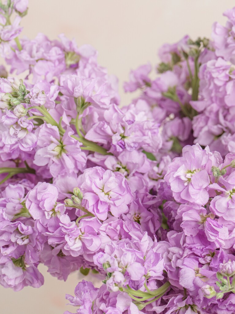 Violette