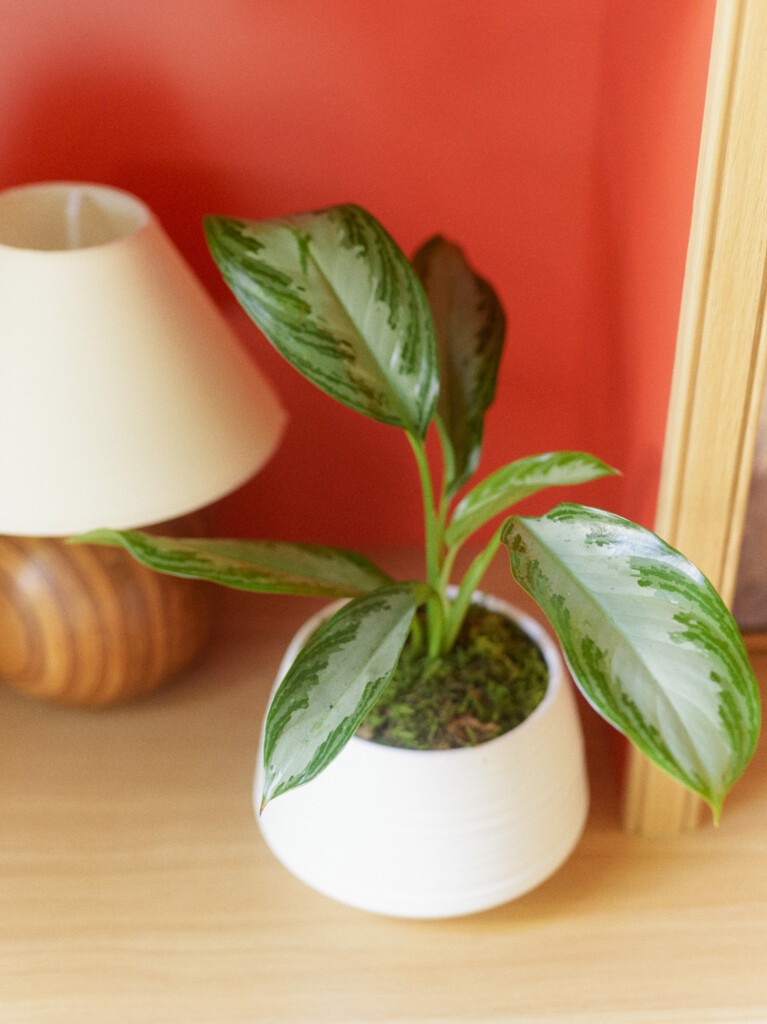 Aglaonema Plant - Chinese Evergreen in White Ceramic Pot