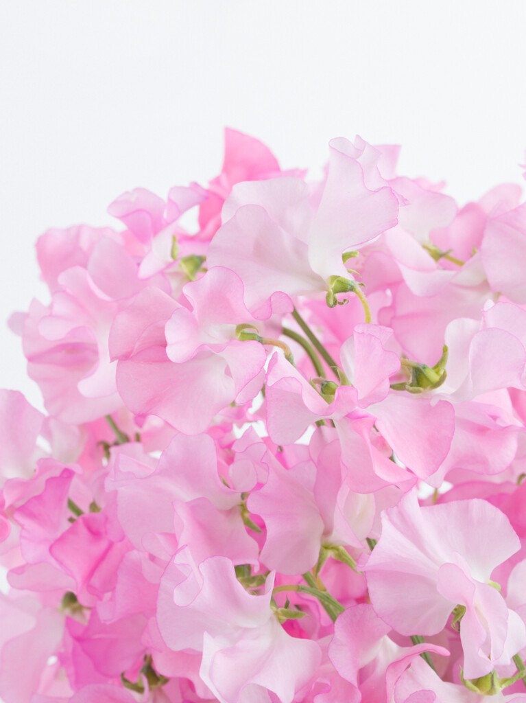 Pink Japanese Sweet Pea