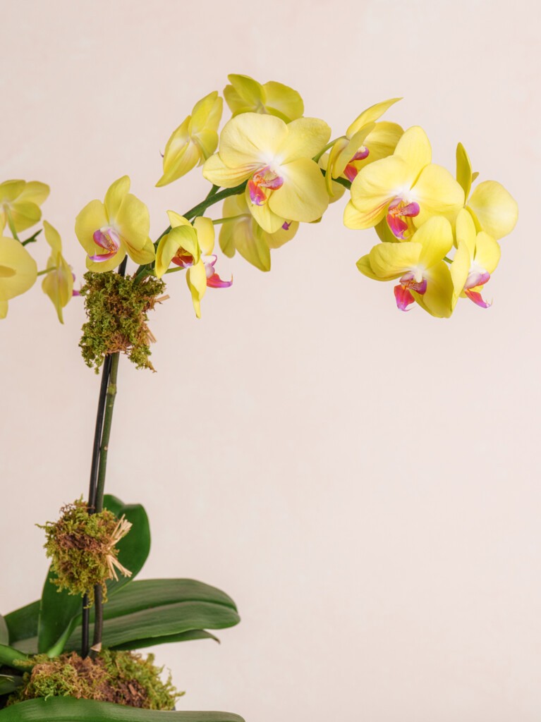 Triple Yellow Orchid