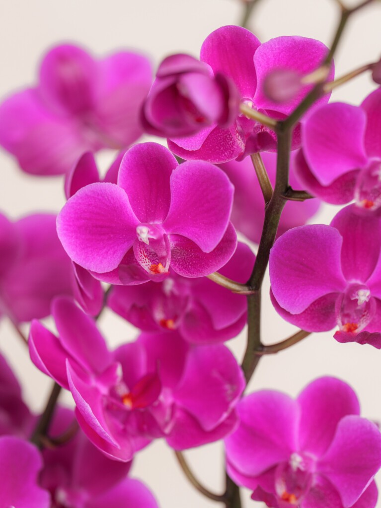 Double Magenta Orchid
