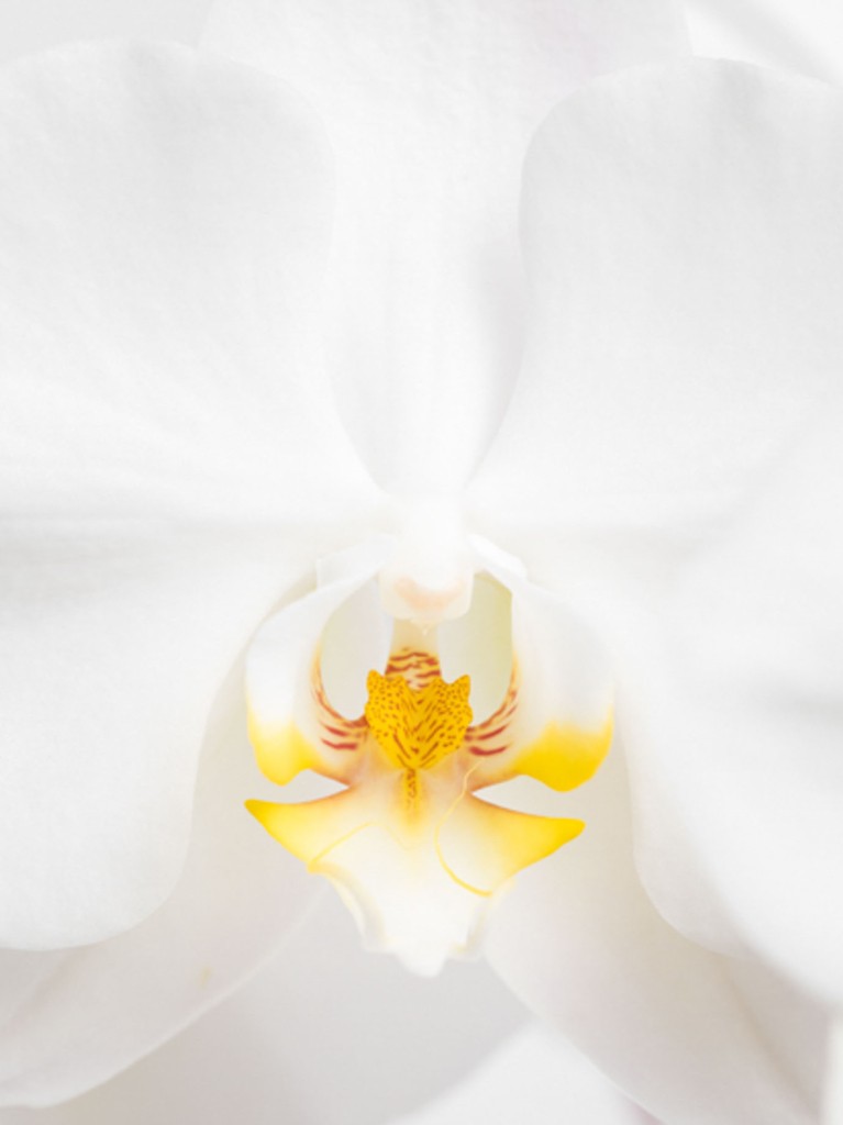 White Orchid