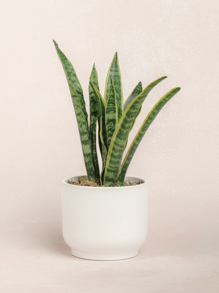 Snake Plant