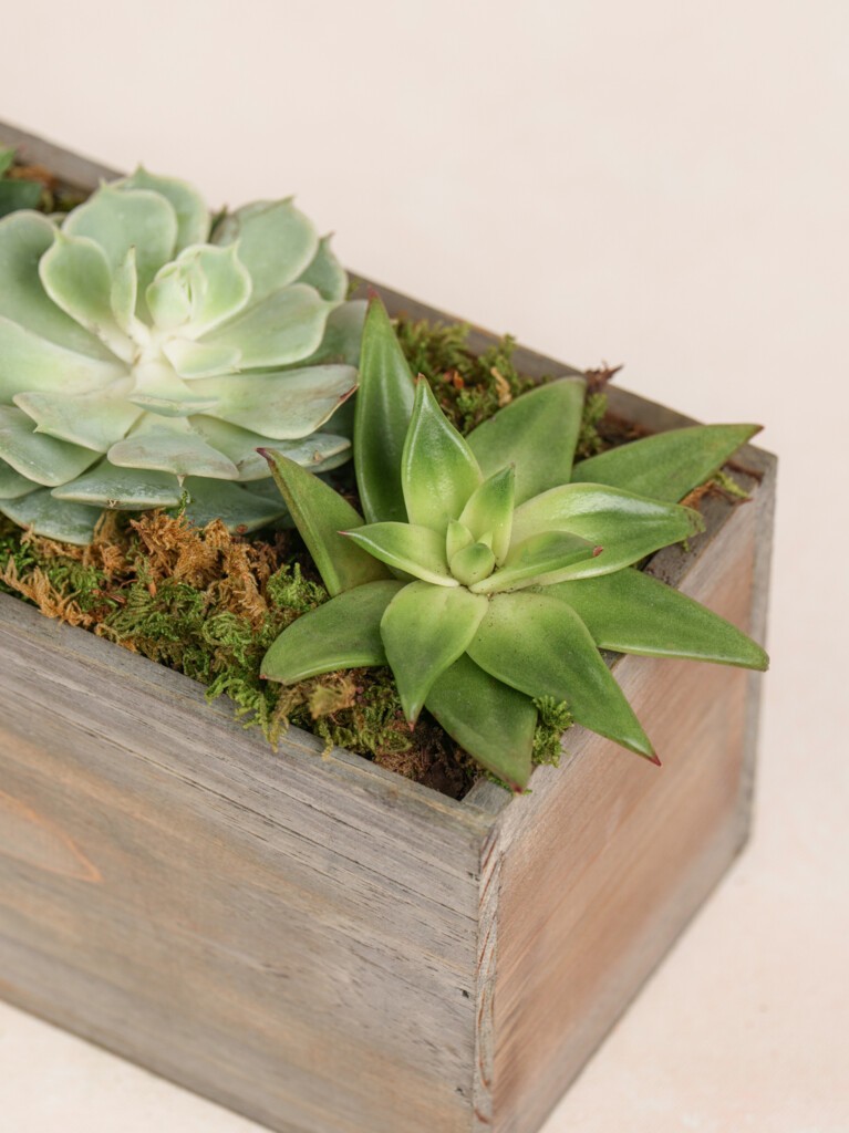 Mini Succulent Collection (Wood)