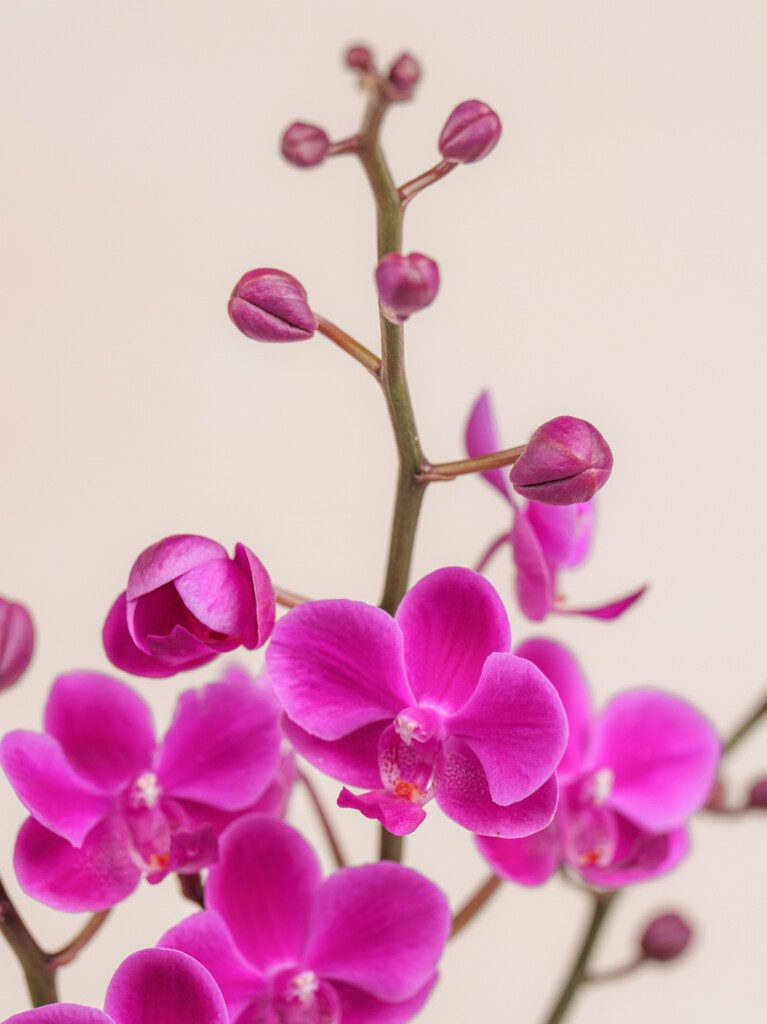 Magenta Orchid