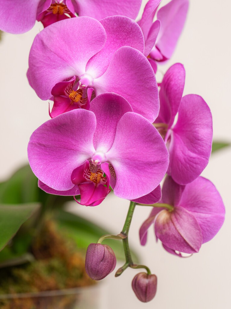 Triple Magenta Orchid