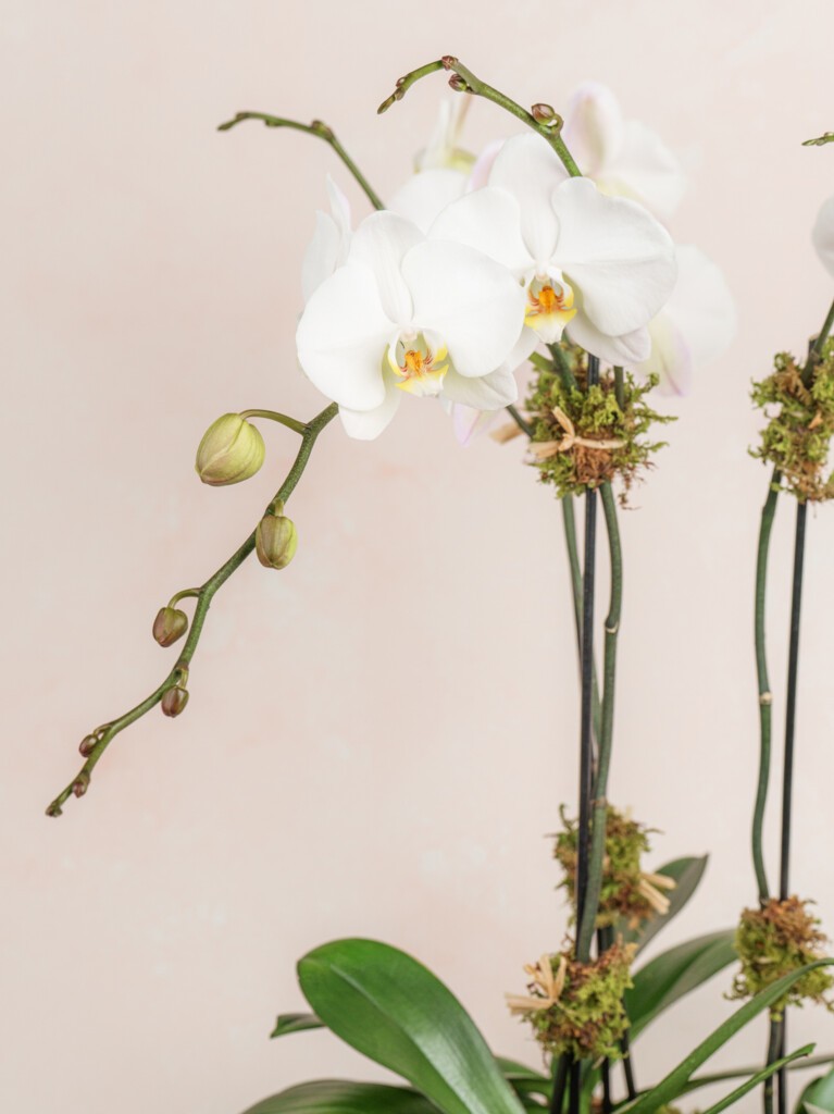 Triple White Orchid