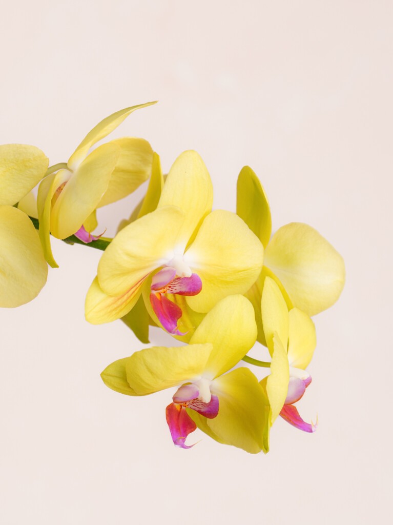 Triple Yellow Orchid