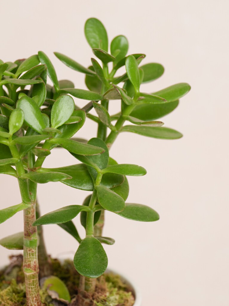 Jade Plant
