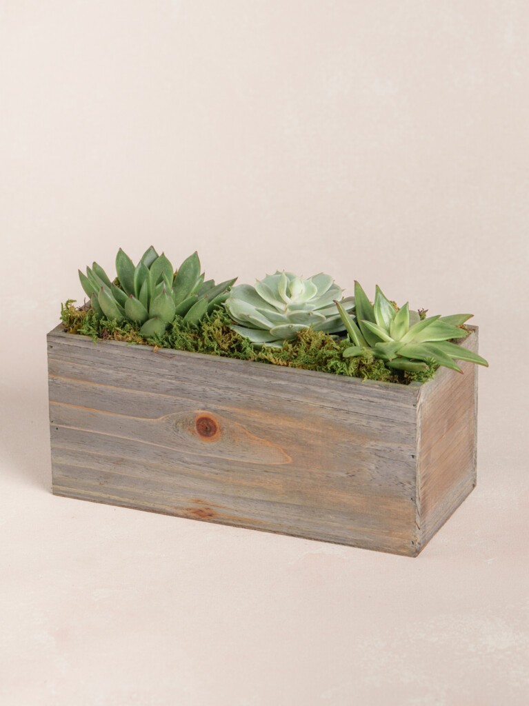 Mini Succulent Collection (Wood)