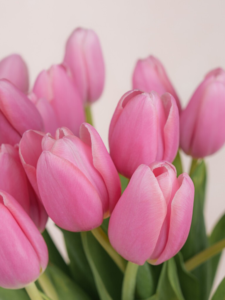 A full 30-stem bouquet of vibrant pink tulips, showcasing smooth stems and lush green leaves flaring out naturally.