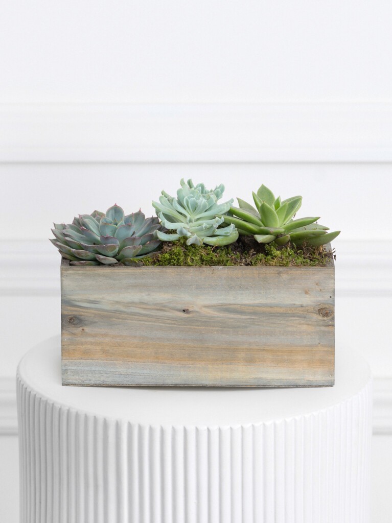 Mini Succulent Collection (Wood)