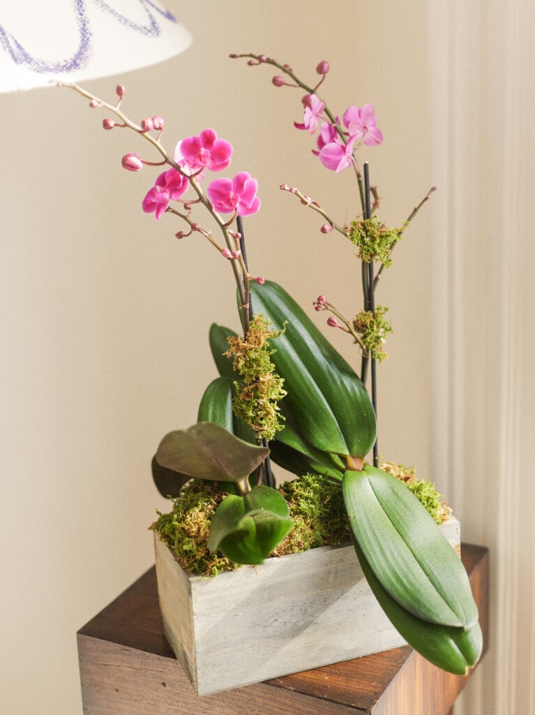 Double Magenta Orchid