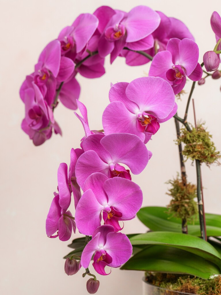 Triple Magenta Orchid