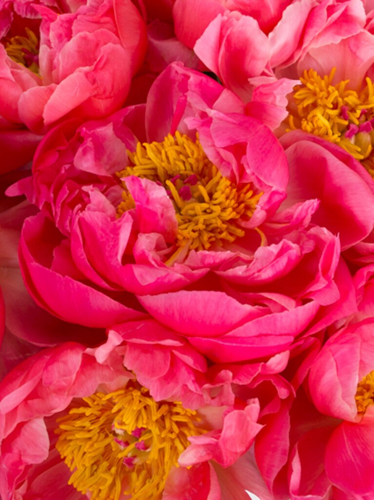 Coral