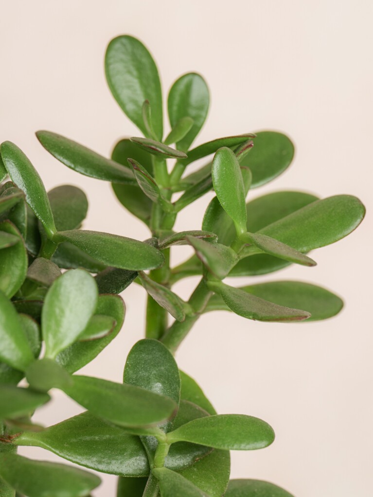 Jade Plant