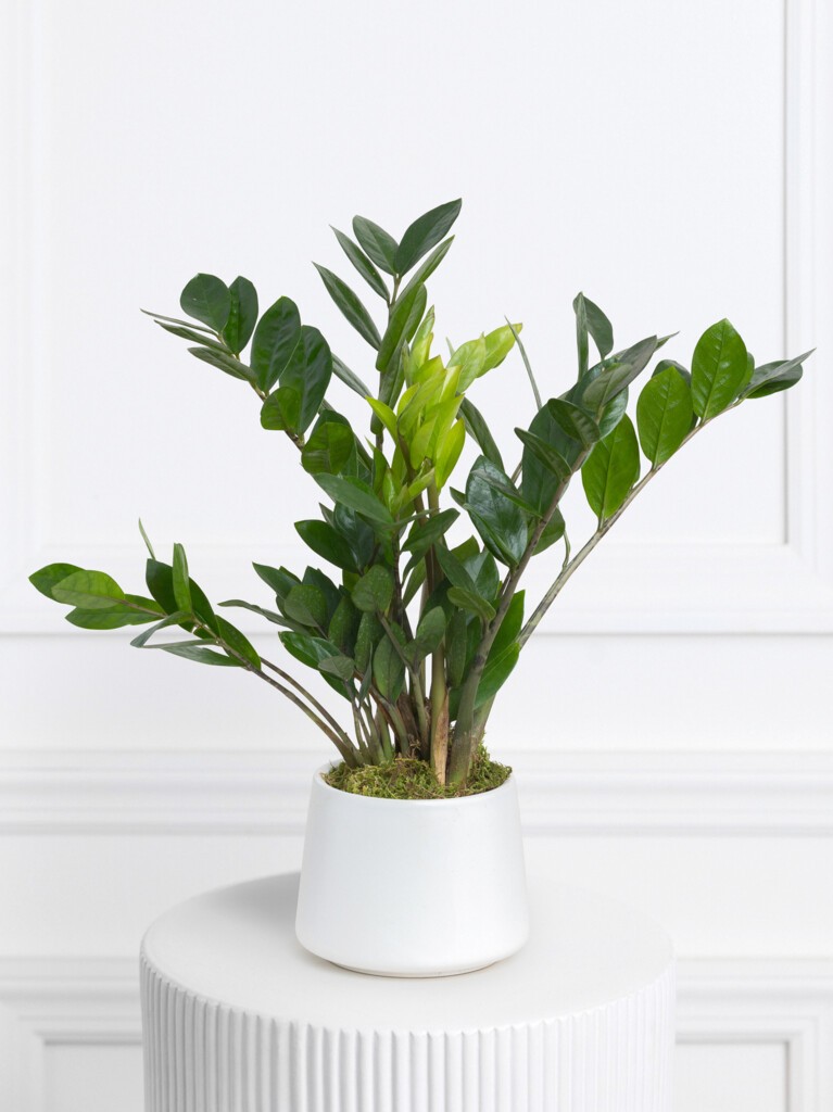 ZZ Plant