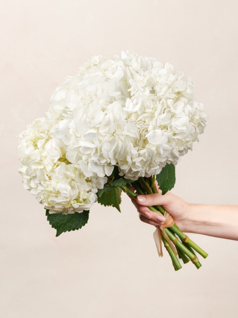 Blanche