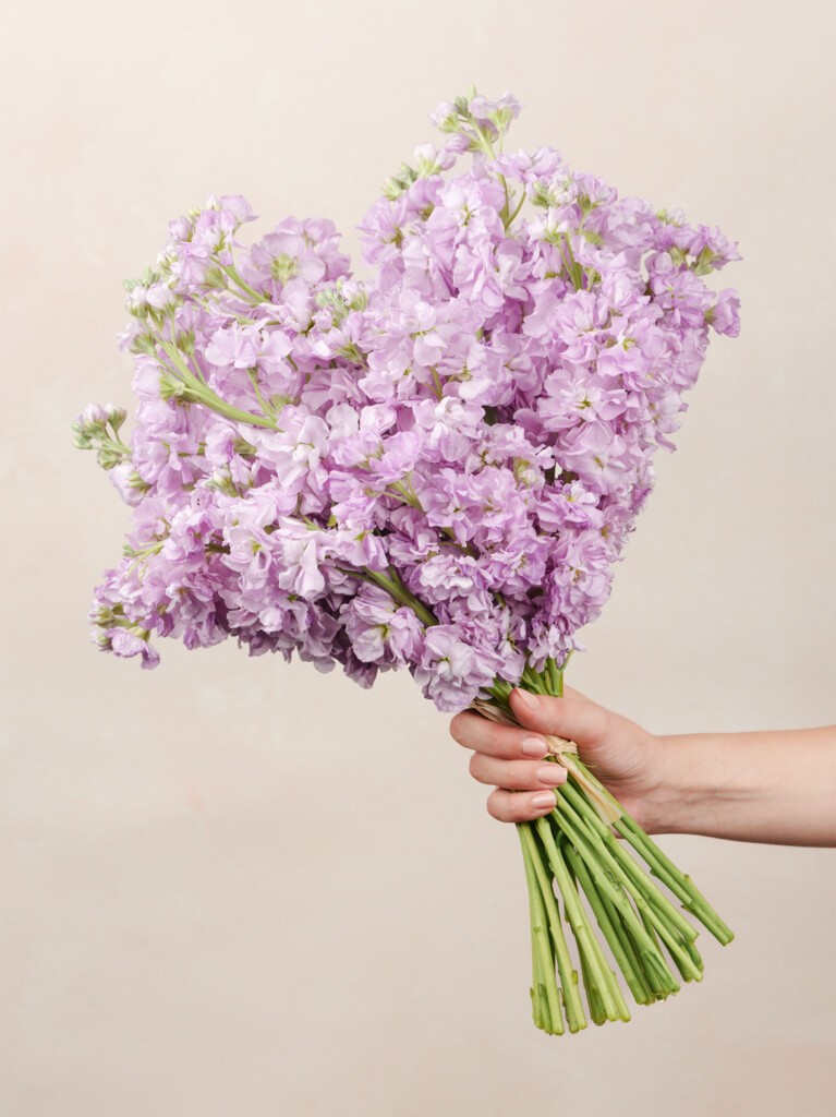 Violette