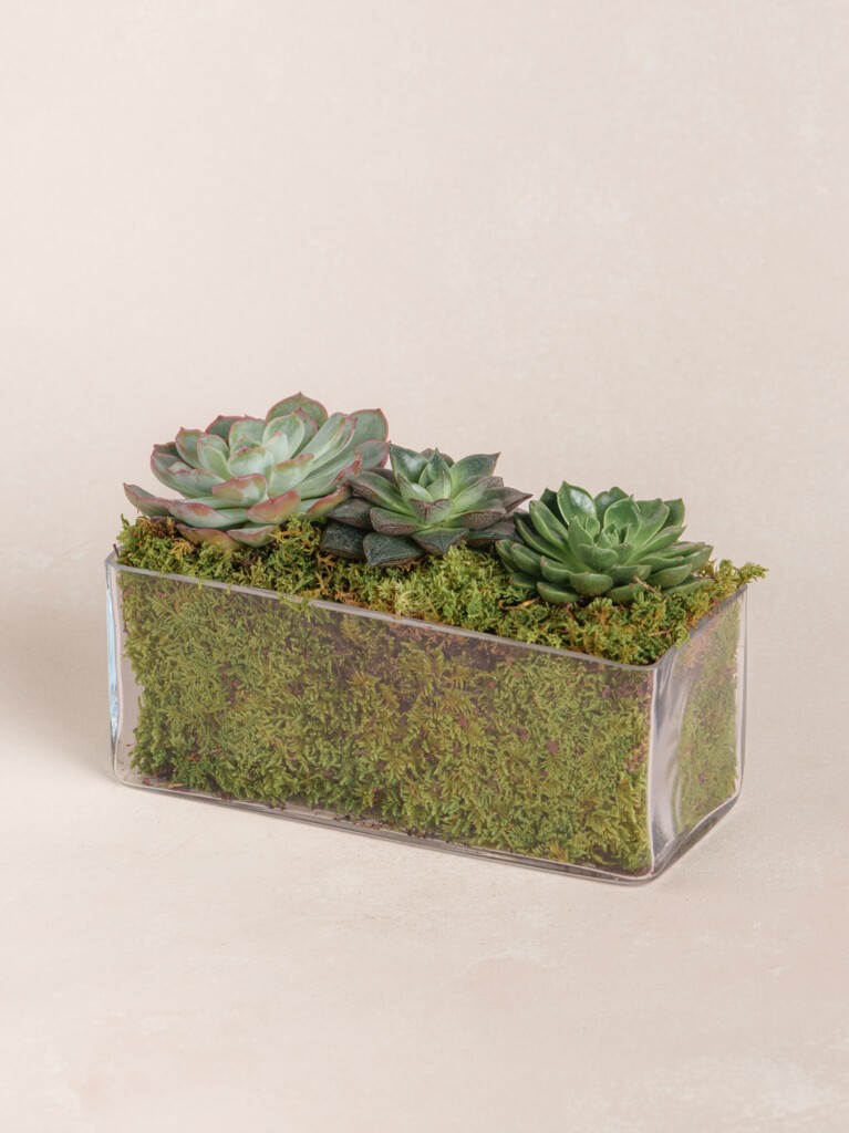 Mini Succulent Collection (Glass)