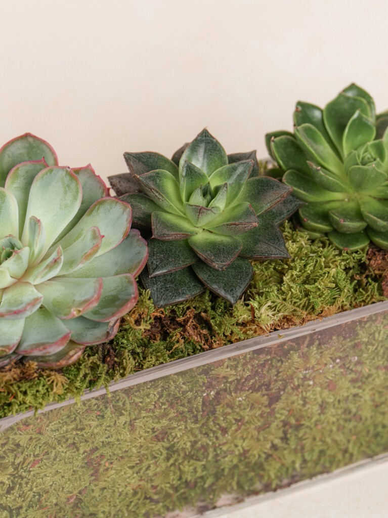Mini Succulent Collection (Glass)