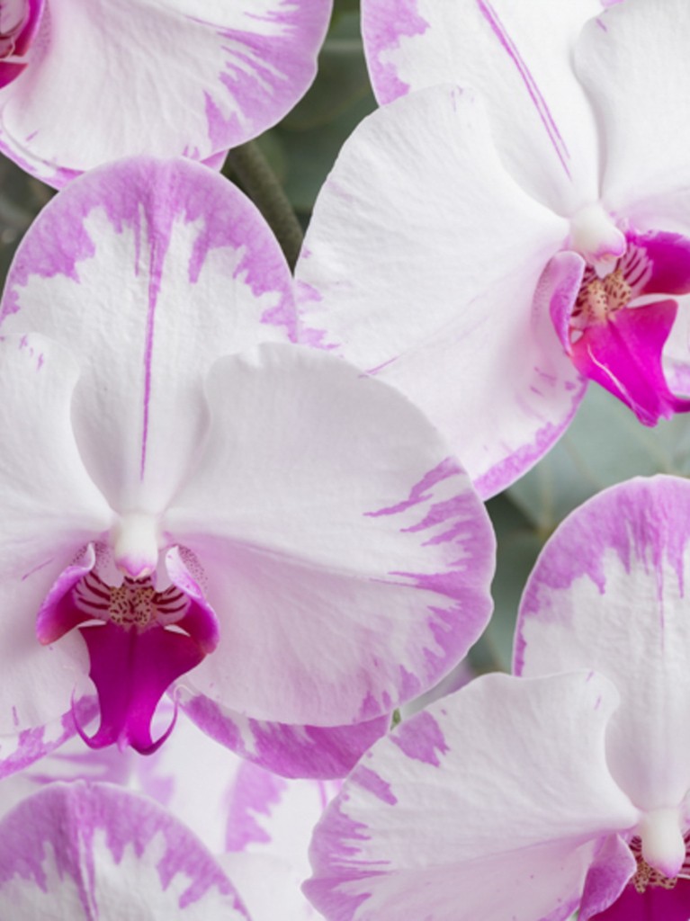 Farm Fresh Orchids