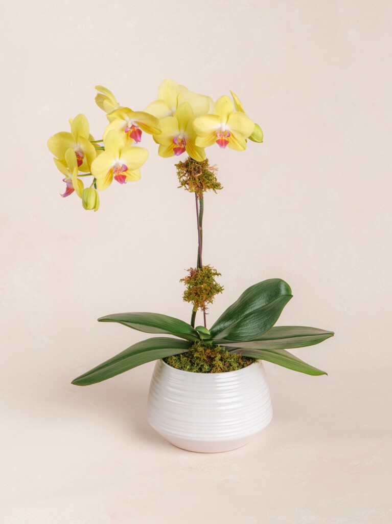 Yellow Orchid