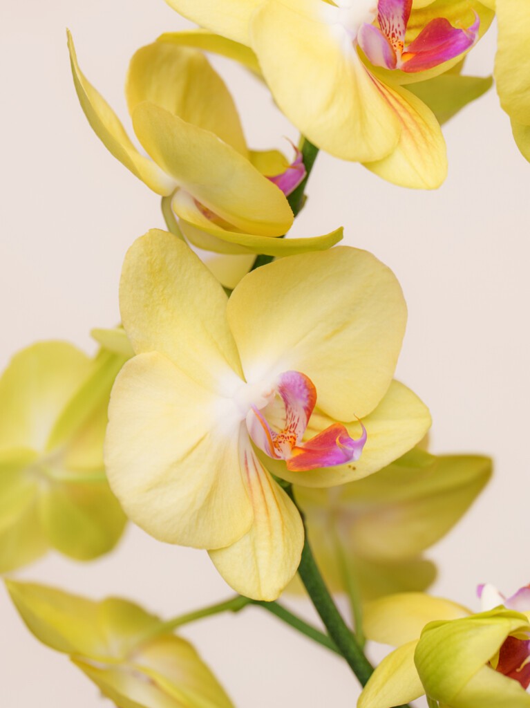 Yellow Orchid