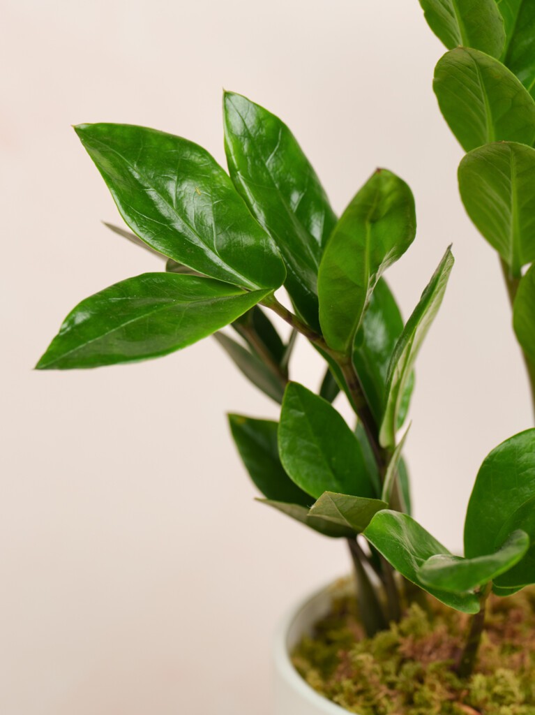 ZZ Plant