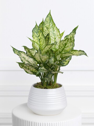 Aglaonema Plant