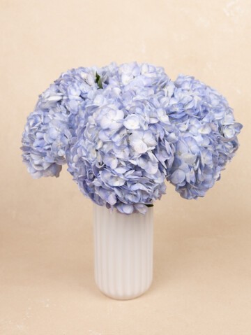 Blue Hydrangea bouquet in ceramic white vase